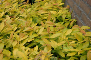 Picture of Hypericum